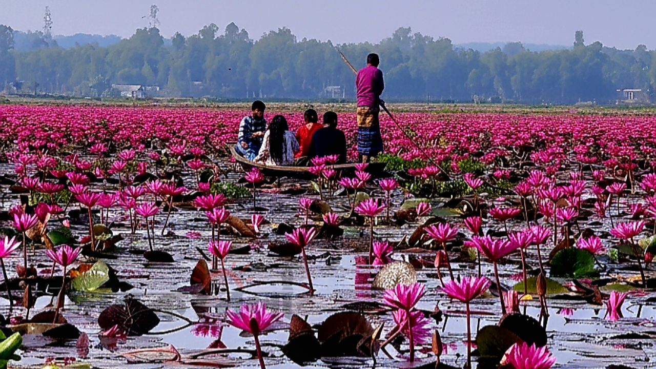 পাঁচ কিলোমিটার জুড়ে শাপলার লাল কার্পেট